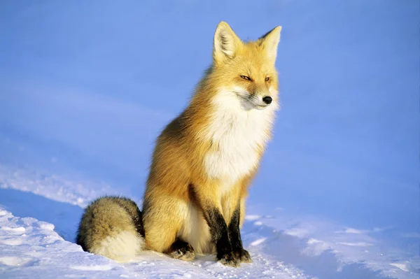 Vuxen Röd Räven Sitter Snö Solljus — Stockfoto