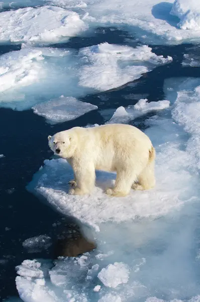 High Angle View Polar Bear Icy Wilderness Svalbard Archipelago Norwegian — Stock Photo, Image