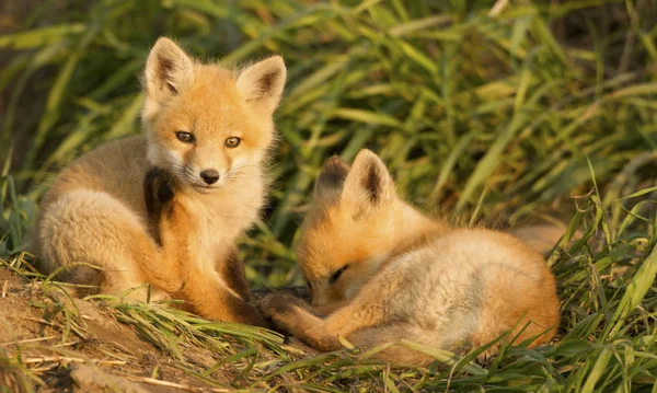 Red Fox Kits Vilar Grön Äng Gräs — Stockfoto
