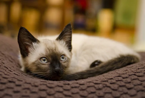 Gatito Siamés Descansando Pacíficamente Casa —  Fotos de Stock