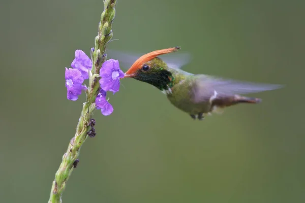 Colibrí Coqueta Cresta Rufa Volando Mientras Alimenta Flores — Foto de Stock