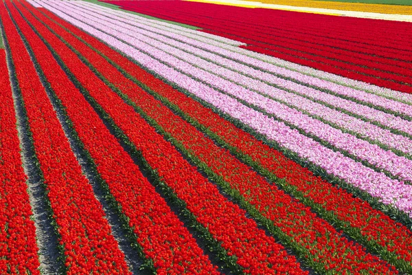 Pole Červené Růžové Tulipány Severní Holandsko Nizozemí — Stock fotografie