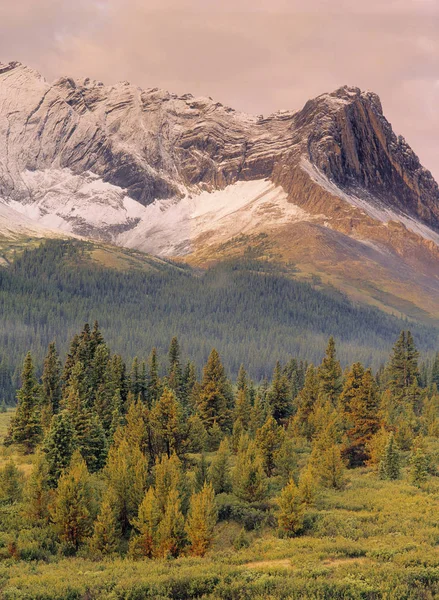 Adlernestpass Und Wälder Der Wildnis Von Willmore Alberta Kanada — Stockfoto