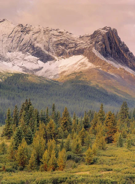 Eagle Nest Pass Bosque Willmore Wilderness Área Alberta Canadá — Foto de Stock