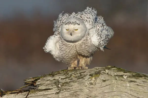 Chouette Des Neiges Balayée Par Vent Debout Sur Bois Flotté — Photo