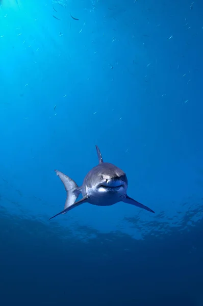 Great White Shark Swimming Blue Sea Water — Stock Photo, Image