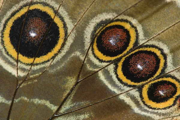 Close Butterfly Wing Pattern — Stock Photo, Image
