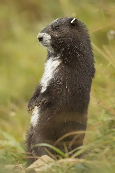 Vancouver Island Marmot Fur Pattern Standing Meadow Grass Close — Stock Photo, Image