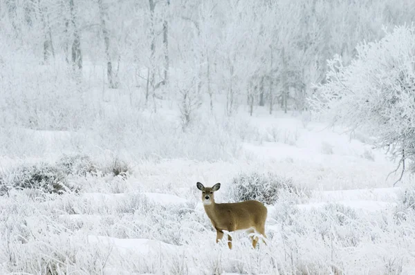 白尾鹿女性在霜草甸 — 图库照片