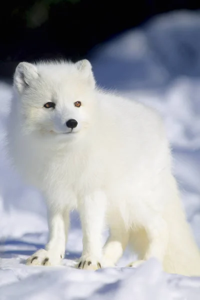 Adult Fjällräv Står Snö Solljus — Stockfoto