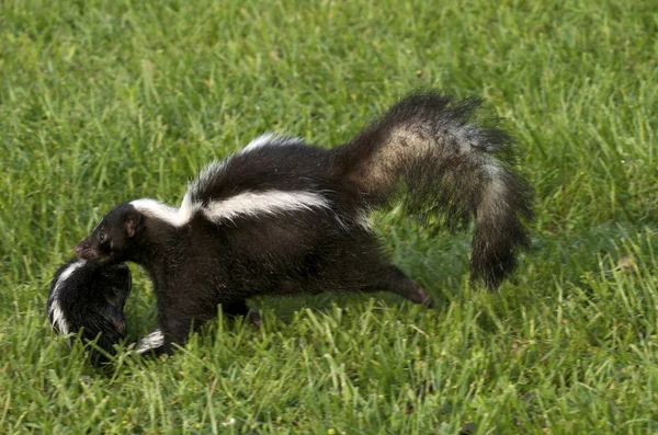 Wild Gestreepte Skunk Uitvoering Baby Dier Naar Den Quetico Provincial — Stockfoto