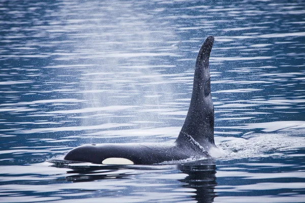 加拿大不列颠哥伦比亚省温哥华岛附近水域游泳的虎鲸鲸鱼 — 图库照片