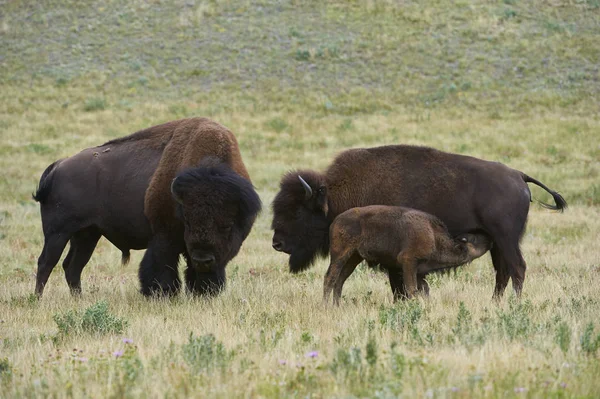 Buffalos Pastando Grama Verde Waterton Lakes National Park Alberta Canadá — Fotografia de Stock