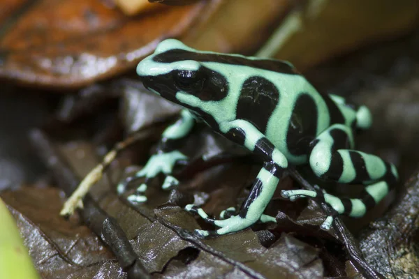 Verde Negro Dardo Venenoso Rana Encaramado Hojas Selva Tropical — Foto de Stock