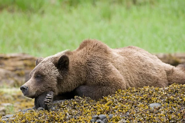 Grizzly Bear Relaxing Mossy Rocks Green Meadow — Stock Photo, Image
