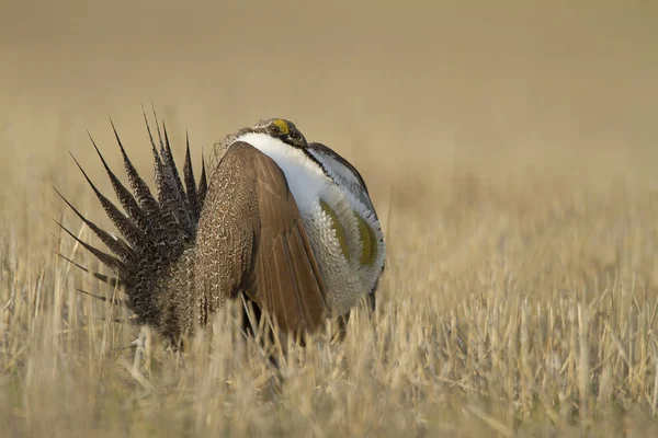 Tétras Des Armoises Avec Des Plumes Queue Déployées Dans Prairie — Photo