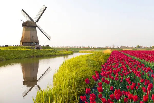 Wiatrak Czerwone Pola Tulipanów Pobliżu Schermerhorn Holandia Północna Holandia — Zdjęcie stockowe