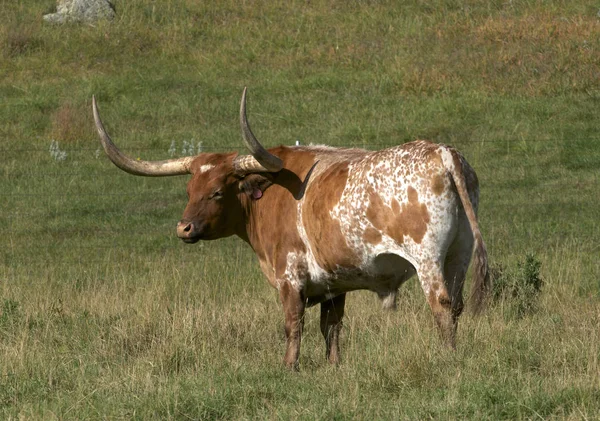 Longhorn Bull Великими Рогами Трав Янистих Області Поблизу Custer State — стокове фото