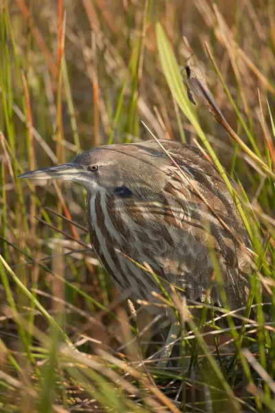 Garça Amarga Americana Escondida Grama Longa Zona Húmida — Fotografia de Stock