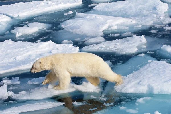 Blick Auf Den Eisbär Der Eisigen Wildnis Des Archipels Spitzbergen — Stockfoto