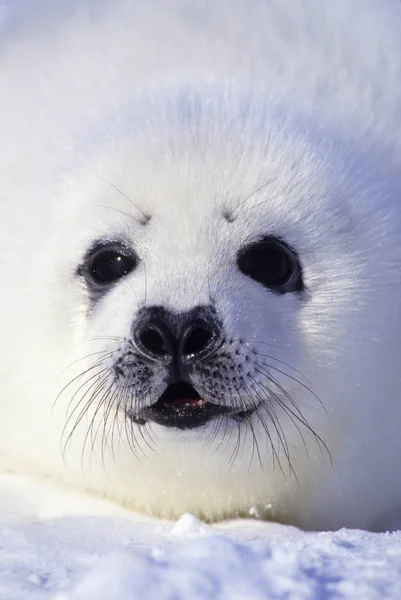 Close Portret Harfa Seal Pup Whitecoats Śniegu — Zdjęcie stockowe