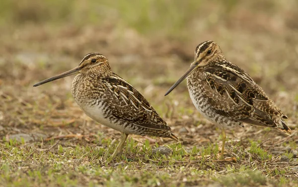 Wilsons Snipes Standing Grass Close — Stock Photo, Image