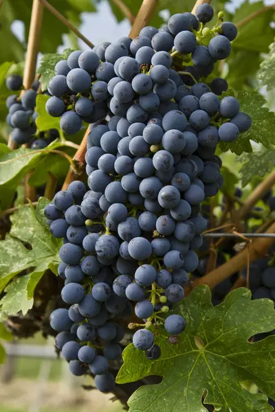 Ripe Merlot Grapes Vineyard Close — Stock Photo, Image