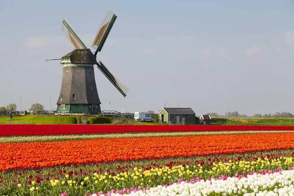 Wiatrak Tulipany Pole Pobliżu Obdam Holandia Północna Holandia — Zdjęcie stockowe