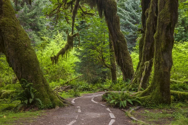 Hoh Yağmur Ormanı Olimpik Milli Parkı Washington Abd Deki Kuyruk — Stok fotoğraf