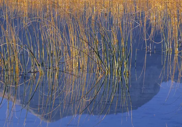 Reeds Shoreline Maskinonge Lake Waterton Lakes National Park Alberta Canada — Stock Photo, Image