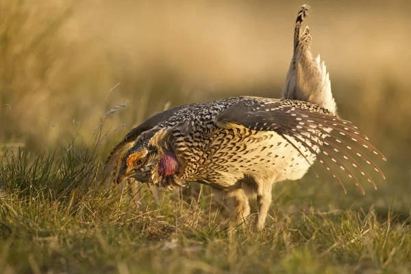 Male Sharp Tailed Grouse Mating Dance Meadow — Stock Photo, Image