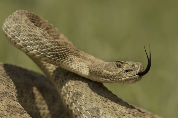 在加拿大萨斯喀彻温省显示舌头的草原响尾蛇在防御姿势 — 图库照片
