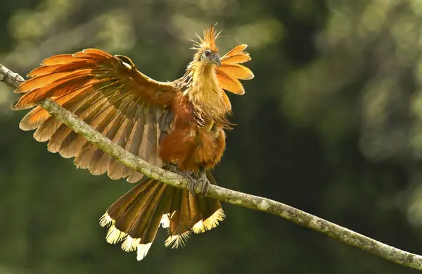 Hoatzin Vogel Mit Ausgestreckten Flügeln Thront Auf Zweigen Amazonas Regenwald — Stockfoto