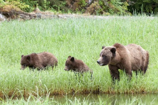 Grizzli Oursons Debout Dans Herbe Verte Prairie Par Eau — Photo