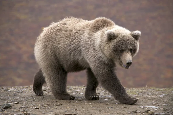 Wild Grizzly Bear Polychrome Pass Denali National Park Alaska — Stock Photo, Image