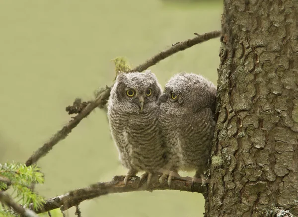 Western Screech Owlets Sitting Fir Tree Branch — Stock Photo, Image