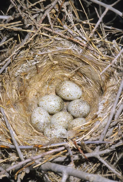 Loggerhead Shrike Nest Prairie Pastos Sul Alberta Canadá — Fotografia de Stock