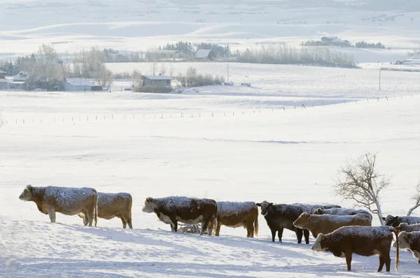 Bydła Pokryte Śniegiem Zima Pastwiska Południowo Zachodniej Części Prowincji Alberta — Zdjęcie stockowe