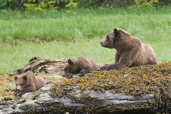 Grizzly Orso Cuccioli Appoggiati Rocce Muschiose Prato Verde — Foto Stock