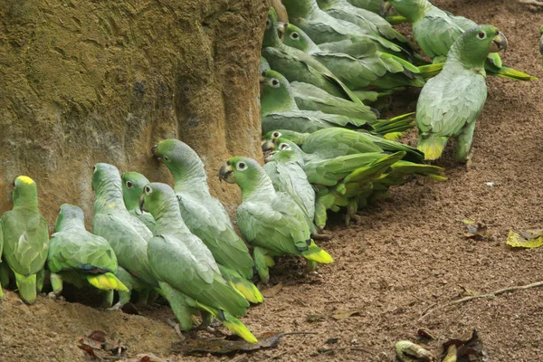 Κίτρινο Στεμμένος Amazon Πουλιά Σίτιση Στο Πήλινο Γλείψιμο Στον Ισημερινό — Φωτογραφία Αρχείου