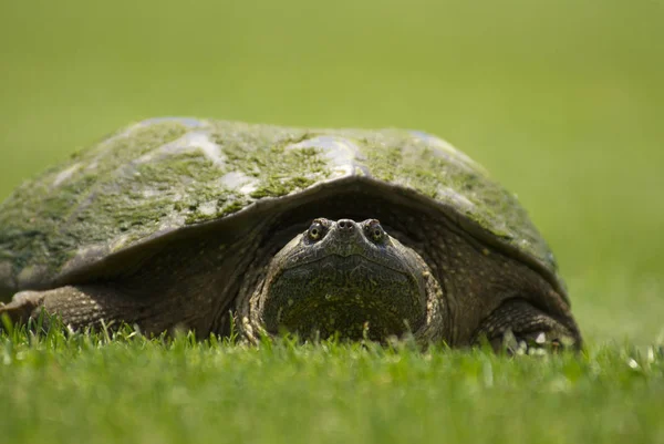 Крупный План Черепахи Зеленом Лугу — стоковое фото