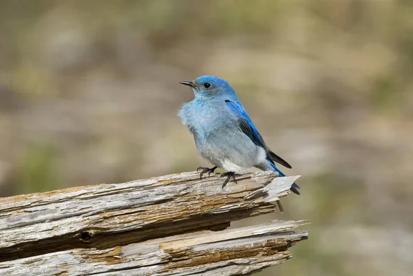 Горная Синяя Птица Сидит Бревне Лесу Крупным Планом — стоковое фото