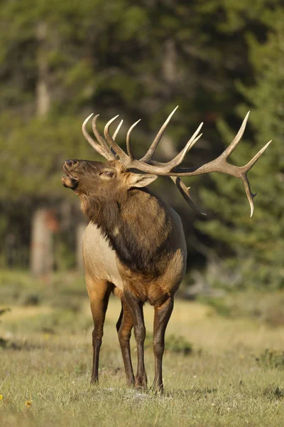 カナダ アルバータ州バンフ国立公園の草原の上を叫んでロッキー マウンテン エルク — ストック写真