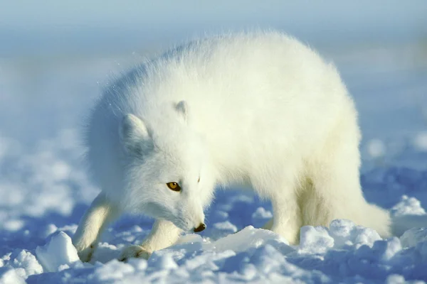 北极狐狸狩猎在雪领域 — 图库照片