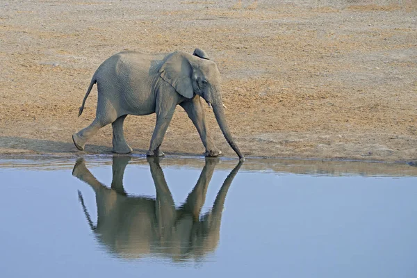 Słoń Afrykański Chodzenie Brzegu Waterhole Etosha National Park Namibia Afryka — Zdjęcie stockowe