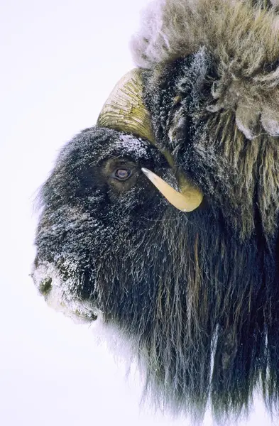 Ταύρος Muskox Γούνα Καλυμμένο Χιόνι Πλαϊνή Όψη — Φωτογραφία Αρχείου