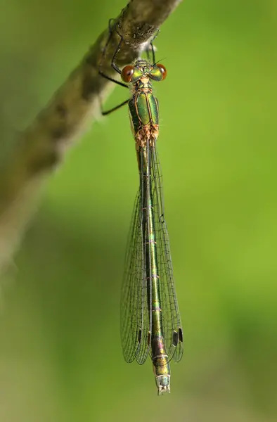 工場の上に座ってエメラルド Spreadwing トンボ クローズ アップ — ストック写真