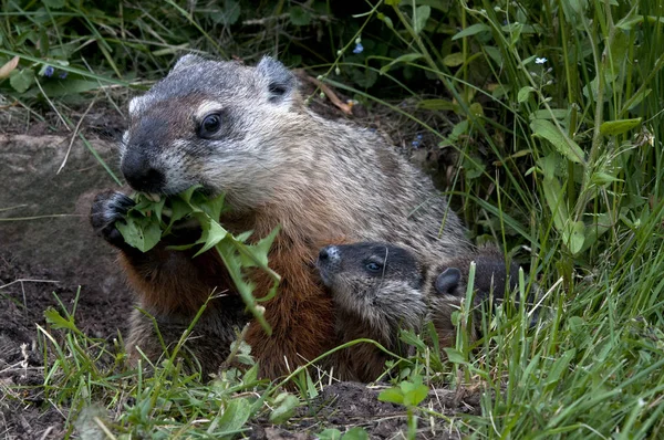 Groundhogs Eszik Pitypang Levelek Rét Minnesota Amerikai Egyesült Államok — Stock Fotó