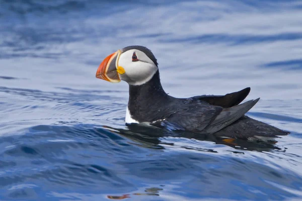 Atlantic Puffin Κολυμπώντας Στο Νερό Των Ωκεανών Γκρο Πλαν — Φωτογραφία Αρχείου