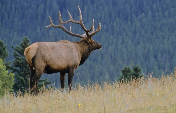 Elk Jelen Stojící Trávě Lese Alberta Kanada — Stock fotografie